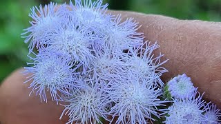 Ageratum houstonianumToxic invasive from America [upl. by Gittel957]