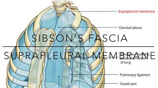 Supra pleural membrane SIBSON’S fascia notes [upl. by Pyotr436]