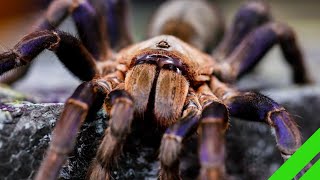 Cobalt Blue Tarantula Cyriopagopus lividus Care and Info H lividum [upl. by Freeborn]