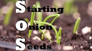 How to Start Onions Indoors  Growing from seed [upl. by Nnylanna]