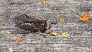 Horse Fly Tabanidae Tabanus Behavior [upl. by Gala406]