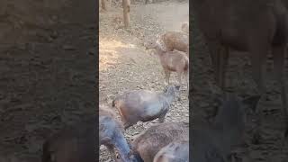 Ormanjhi zoo ka Hiran 🫎🫎🫎viralvideo [upl. by Randal]