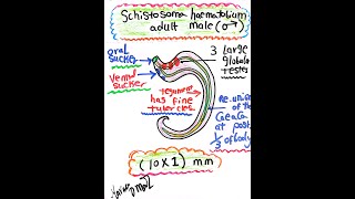 Schistosoma haematobium Adult Male [upl. by Amory]