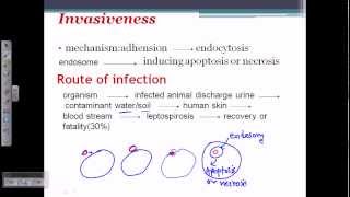 Leptospira pathogenesis [upl. by Aihsak]