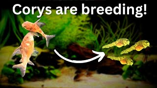 How to breed Corydoras Catfish  the complete guide for breeding cory catfish easy and successfully [upl. by Gardner]