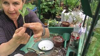 Semi ripe stem cuttings of Buddleja davidii [upl. by Esinrahs]