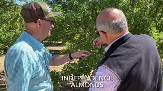 Shasta amp Independence Varieties  Almond Crop Assessment [upl. by Hiram776]