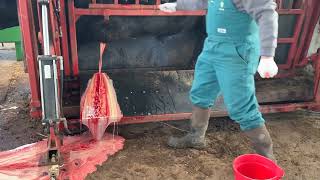 HUGE Abscess on Bull Lanced [upl. by Ykcub]