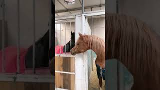 Best Wild Horses Mare Compilation of some Wild Horse Fights Video 323 [upl. by Yhtomit342]