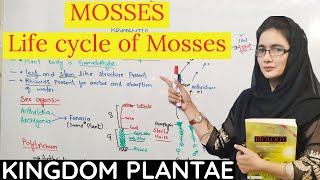 Life cycle of Mosses  Mosses class 11  Bryopsida  fsc biology  UrduHindi [upl. by Perl762]