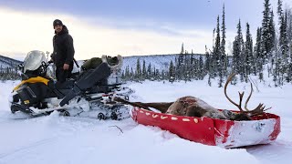 FULL Season Winter Caribou Hunt  ALASKA 20232024 [upl. by Landre]