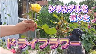 【ガーデニング Vlog】シリカゲルを使ったドライフラワーと白い紫陽花の実験 No179 ＃田舎暮らし ＃ガーデニング ＃ドライフラワー ＃シリカゲル ＃紫陽花 ＃薔薇 ＃挿し木 ＃キョン [upl. by Notrem]