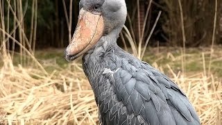 WeltVogelpark Walsrode  Schuhschnabel  Shoebill Bird  sensationell dieser Vogel [upl. by Fisuoy]