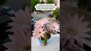 Echinopsis Oxgona Kaynana Topuzu Hakkında Sorularınız Varsa Yorumlar Kısmından Yaza Bilirsiniz 💐 [upl. by Gabriela]