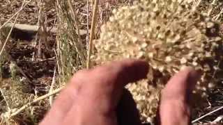 Harvesting Leek Seeds  Save Some Money [upl. by Fendig]