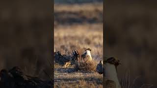 BÜYÜK ADAÇAYIORMAN TAVUĞU ormantavuğu grouse shorts [upl. by Jacques]