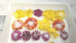 Drying Flowers with Silica Sand  Maia and the Wildflower [upl. by Gone]