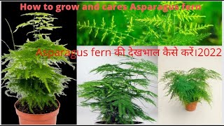 How to grow amp care Asparagus fern in pot plumosa fern Easy care and propagation of asparagus fern [upl. by Ettenna213]