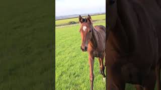 Foal Pembrokeshire [upl. by Ettedo]