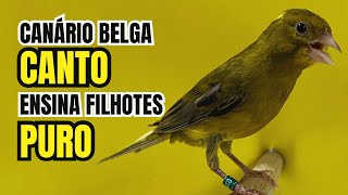 CANTO puro de CANÁRIO BELGA para ENSINAR filhotes [upl. by Mariken929]