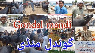 Today Gondal Mandi goats cows Buffalo اج گوندل منڈی میں دور دراز علاقوں سے لوگ گائے بیل بچھڑےللے [upl. by Kinnard]