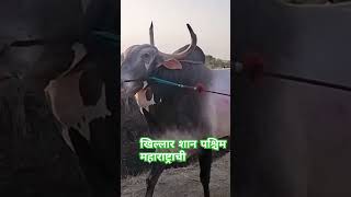 Top Khillar Bredding Bullखिलार शान पश्चिम महाराष्ट्राचीkhillarbull खिल्लार khillarpremiबैलगाडा [upl. by Florry]