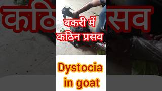 what causes dystocia in sheep and goatFarmingGurujimitocwMrBeastDrMijailTapiaGNPSir [upl. by Suirtimid118]