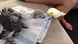 Cockatiel trying to feed a baby African Grey Parrot [upl. by Sehcaep]