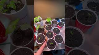 Pepper Seedlings Part 1 pepper gardening seeds seedling superhot peppergrowing plants [upl. by Calvinna]