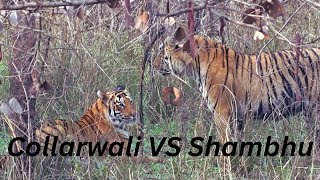 Collarwali VS Shambhu  Tiger fight  Tadoba Andhari Tiger Reserve [upl. by Latvina]