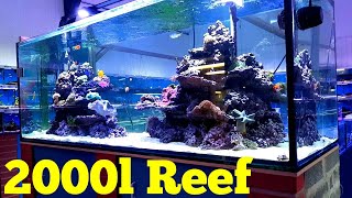 2000l Reef Aquarium  Local Fish Shop [upl. by Bouley]