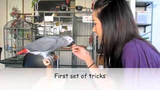 African Grey Parrot Tricks [upl. by Klaus386]