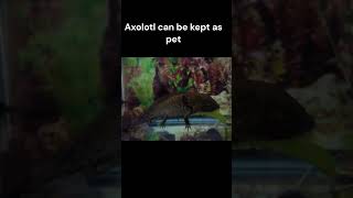 Axolotl  Fun facts [upl. by Ambrogio]