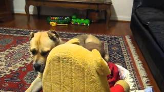 Cane Corso Temperament  Baby with Italian Mastiff [upl. by Enyaw]