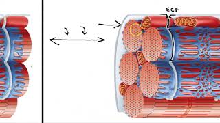 Sarcoplasmic Reticulum and T Tubules [upl. by Carry]