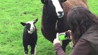 Zwartbles Sheep Are Very Friendly Even to Strangers [upl. by Ahsied]