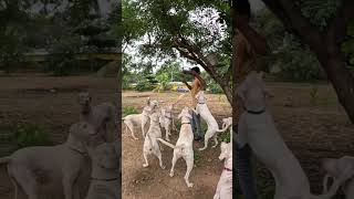 Chicken Feeding Hunting Dogs [upl. by Esidarap408]