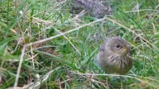 Lanceolated Warbler [upl. by Darian]