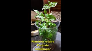 Plantera rotade Fuchsia sticklingar [upl. by Kannan]