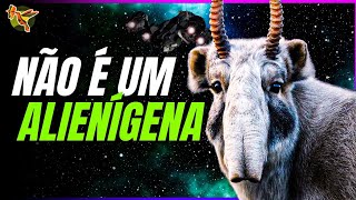 SAIGA TATARICA O Antílope Alienígena que Habita nosso planeta [upl. by Benenson]