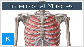 Intercostal Muscles  Function Area amp Course  Human Anatomy  Kenhub [upl. by Adnyleb]