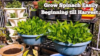 घर में ढेर सारा पालक उगाने का आसान तरीकाGROW SPINACH AT HOME WITH RESULTS [upl. by Elolcin]