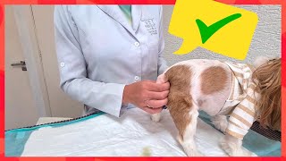 🐶 Como esvaziar a bexiga do seu cachorro  com Dra Theresa da VET Therapy [upl. by Bryce]