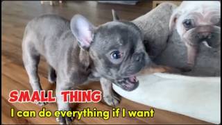 Mini Frenchie said when he grows up he will do everything for mom Earn money clean house cook [upl. by Buxton]