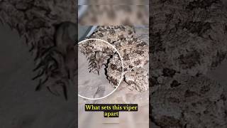 Tricks Bird Using His Spider Like Tail Spider Tailed Viper animals animalbehavior snake [upl. by Eirlav]