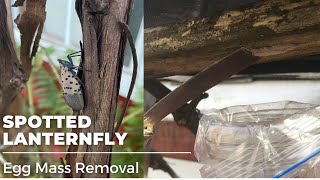 How to remove spotted lanternfly eggs masses [upl. by Letitia496]