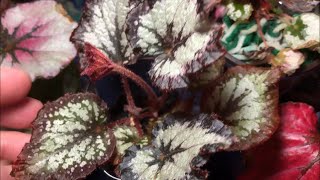 Rex Begonia Grow Space  Update After Holiday Time Neglect 😱 [upl. by Colon]