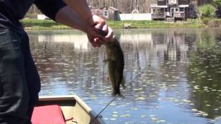 Artist Lake Largemouth Freshwater fish Long Island [upl. by Greeley]