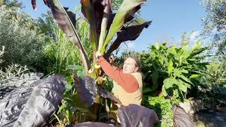 Ensete ventricosum Maurelii Overwintering [upl. by Myra]