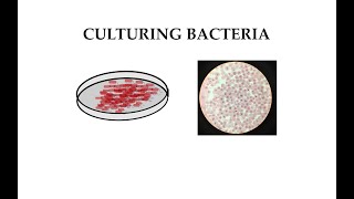 Culturing Bacteria 11 [upl. by Corri]